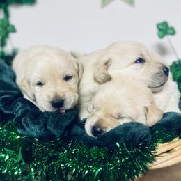 Labrador Retriever Puppies from Mason Dixon Labradors