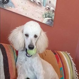 Moses - Poodle