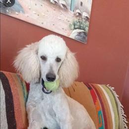 Moses - Poodle