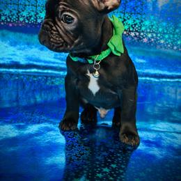 Tizzie - Black male French Bulldog puppy in Rockville, Indiana from Blaze Of Glory Bostons & Frenchies