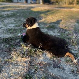 Australian Shepherd Puppies from Copper Top Aussies
