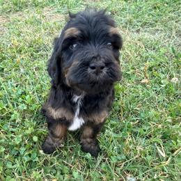 Grumpy with training - Phantom male Bernedoodle puppy in Boonville, North Carolina from Doods & Dolls