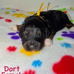 Dort - Tri-color female Bernedoodle puppy in Beecher, Illinois from Erica’s Doodles