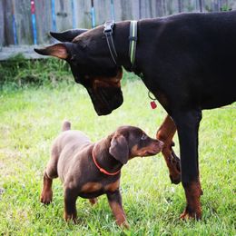 Doberman Pinscher Puppies from Franklin Dobermans