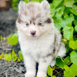 Bali (Pet Only Contract) - Merle male Pomsky puppy in Greenville, South Carolina from Thicketty Mountain Pomskies