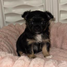 Starry - Black and tan female Chihuahua puppy in Burleson, Texas from Luxe Paradise House of Chi