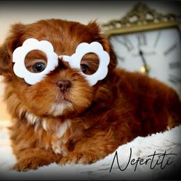 Nefertiti - female Shih Tzu puppy in Warren, Michigan from Danielle's Yorkie Babies