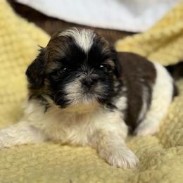 Zack - Tricolor male Shih Tzu puppy in Weeki Wachee, Florida from Svitlana Geist