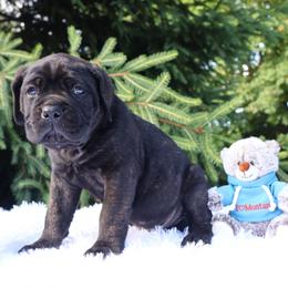 Jax - Black brindle male Cane Corso puppy in Seattle, Washington from Grande Kennels