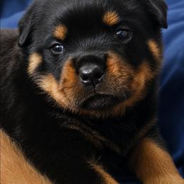 Pink girl - Black and mahogany female Rottweiler puppy in Lake City, Florida from Haus Der Wut Kennels