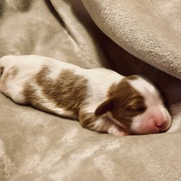 Leona - Blenheim Cavalier King Charles Spaniel puppy in Brewerton, New York from Patch of Land Acres
