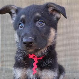Red Boy - Black and tan male German Shepherd puppy in La Pine, Oregon from Granville/Diamond Peak German Shepherds