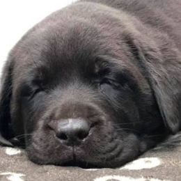 Labrador Retrievers from Soundview Labradors