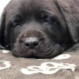 Labrador Retrievers from Soundview Labradors
