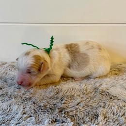 Green Collar Boy - Yellow and white male Bernedoodle puppy in San Augustine, Texas from Vintage Doodles