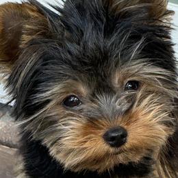 Yorkshire Terriers from Prestige Yorkies of Virginia
