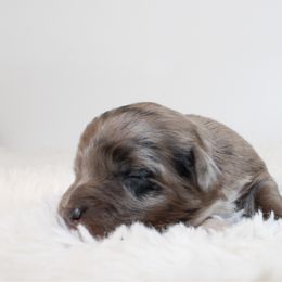 Chai - Blue merle female Aussiedoodle puppy in Foxworth, Mississippi from Ten Mile Aussies