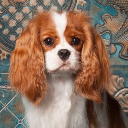 Cavalier King Charles Spaniels from Quail Run Cavaliers