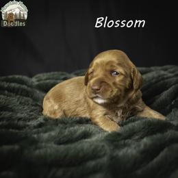 Blossom - Apricot female Australian Labradoodle puppy in Cashmere, Washington from Mountain Home Doodles