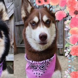 Siberian Huskies from Xavier's Home for Gifted Huskies