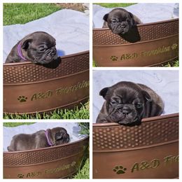 French Bulldog Puppies from A&D Frenchies