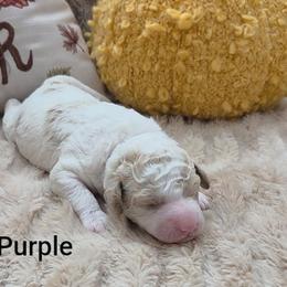 Purple Collar - Parti female Goldendoodle puppy in Fayetteville, North Carolina from Frannie's Goldendoodle Puppies