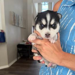 Boy 2 - Black and white male Alaskan Klee Kai puppy in Beverly Hills, Florida from Lucky Charm Klee Kai