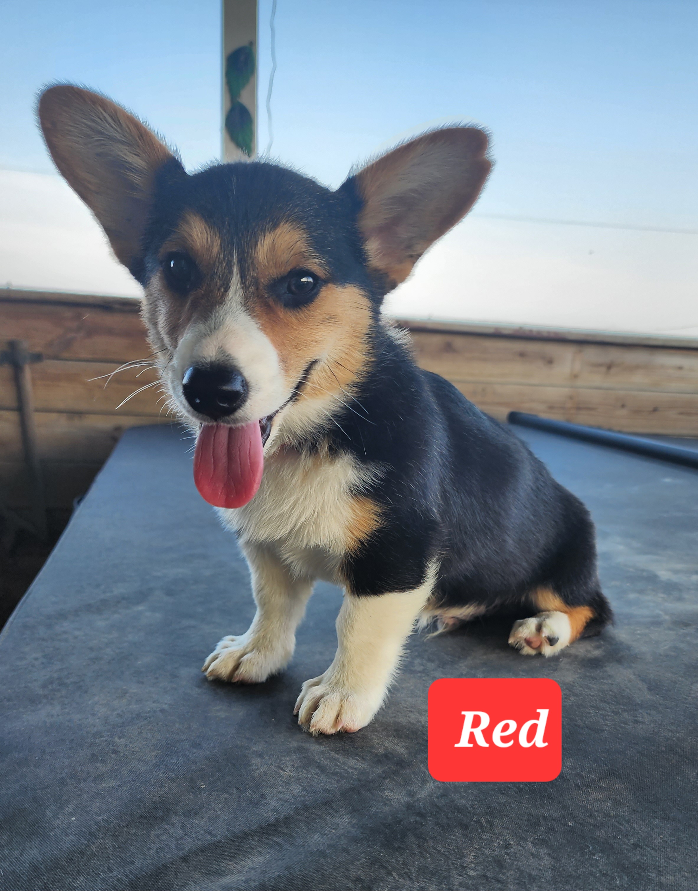 Pembroke Welsh Corgi Puppies from Pinkyella Corgis