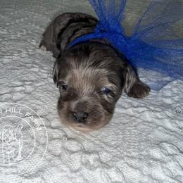 Boy 2 - Merle male Cavapoo puppy in Fayetteville, Arkansas from Silver Hill Farm