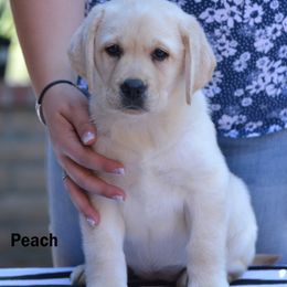 Beagle and Labrador Retriever Puppies from Jackpot Farms