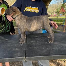 Black collar - Gray brindle male Cane Corso puppy in Opelousas, Louisiana from Azelees Cane Corso