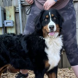 Maddie - Bernese Mountain Dog