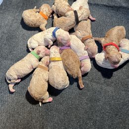Goldendoodle Puppies from Dream Doodles