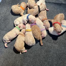 Goldendoodle Puppies from Dream Doodles