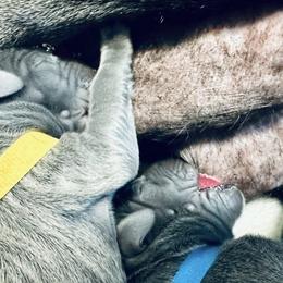 Great Danes from Ocean Blue Danes