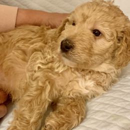 Double Doodle Puppies from Riverside Doodles in Seattle (double doodles)