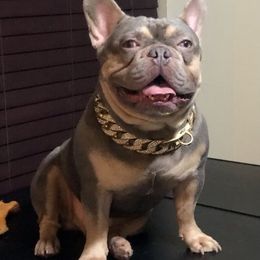 French Bulldogs from Texas Nu Age Frenchies