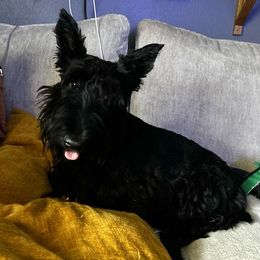 Rosie - Scottish Terrier