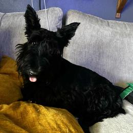 Rosie - Scottish Terrier