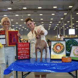 Groovy - American Hairless Terrier