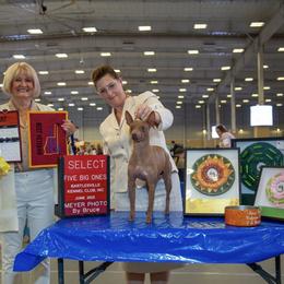 Groovy - American Hairless Terrier
