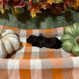 Blue Collar - Brown male Boykin Spaniel puppy in Hurtsboro, Alabama from PARK’s Family Farm