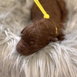 Clay - Red  male Poodle puppy in Osyka, Mississippi from Southern Sunshine Standards