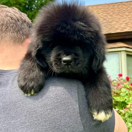Purple - Black female Newfoundland puppy in New York from Johnson Farms