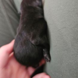 Tbd - Black female Schipperke puppy in Randsburg, California from Light's Family Farm & Schipperke Ranch