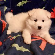Beaux - White American Eskimo Dog puppy in Westwego, Louisiana from Connie's American Eskimo Dogs and Mini Australian Shepherd Dogs