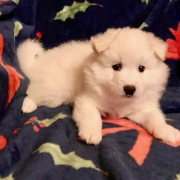 Beaux - White American Eskimo Dog puppy in Westwego, Louisiana from Connie's American Eskimo Dogs and Mini Australian Shepherd Dogs