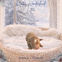 Snowy - Apricot female Goldendoodle puppy in Canton, Georgia from Teddy Puppies