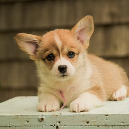 Pink Girl - Red female Pembroke Welsh Corgi puppy in Penobscot, Maine from Corgi Bliss Pembroke Welsh Corgis