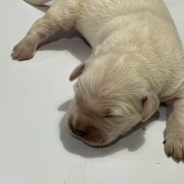Belle - Light golden Golden Retriever puppy in Selah, Washington from Porter's Puppies